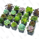 Succulent Plants (20 Pack) | $26 | Amazon